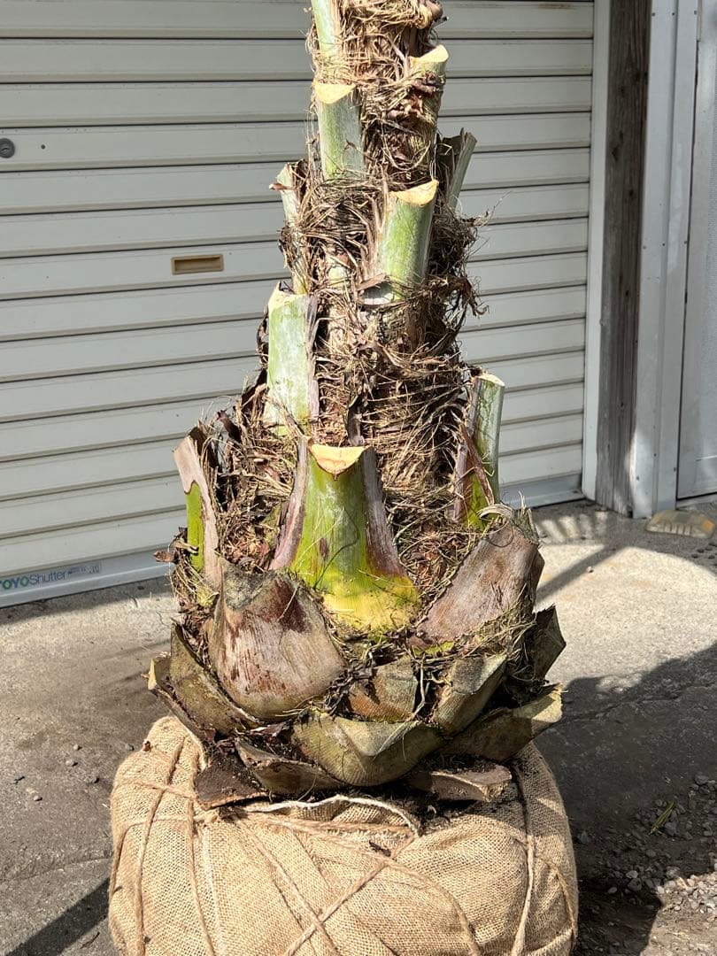 ココスヤシ 超極太株 カルフォルニアスタイル 高さ約2メール 送料込み