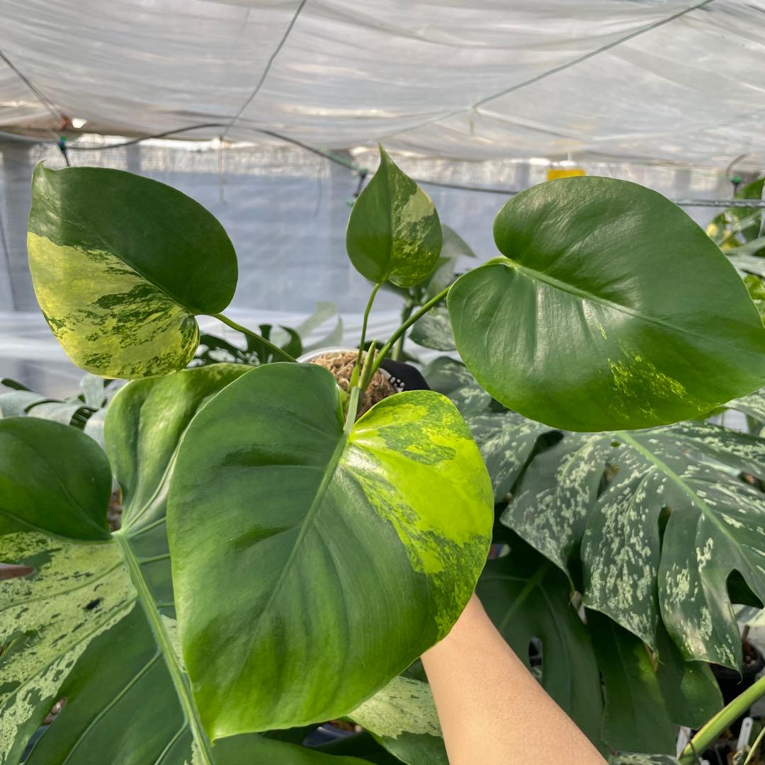 MS4 モンステラ　イエローマリリン　黄斑入り 4 モンステラ デリシオーサ イエローマリリン 黄斑入り 2寸ポリポット