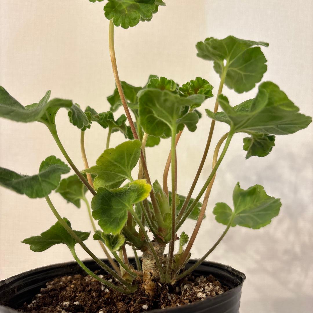 希少ゼラニウム 珍しいゼラニウム苗 レア品種ゼラニウム Avon01 - メルカリ