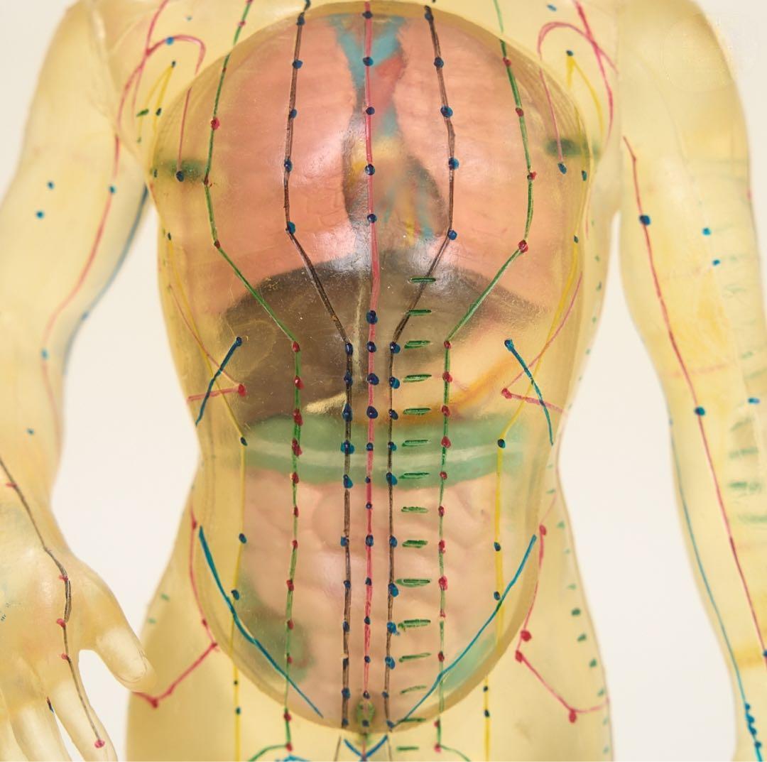 人体模型 約50cm シリコン製 - メルカリ