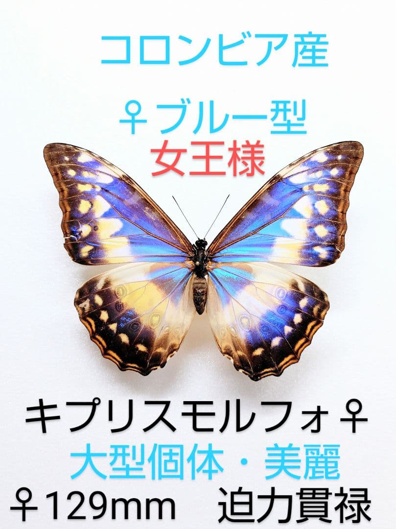 女王様キプリスモルフォチョウ♀標本ブルー型 超大珍品 129mm大型美麗