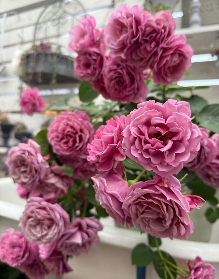 和バラ　あお〇　接木大苗　入手困難　希少　四季咲き　バラ　苗