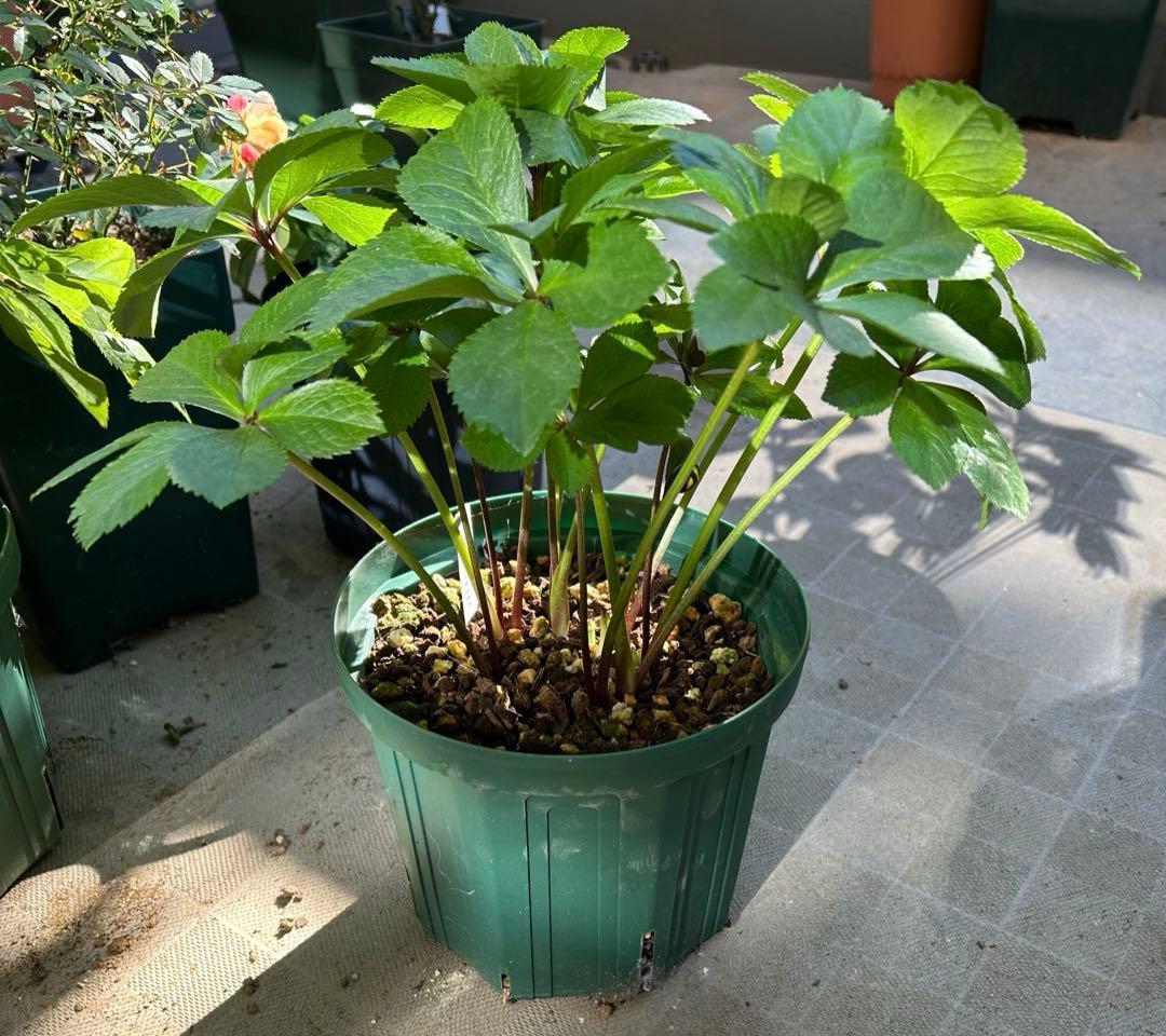 クリスマスローズ　大木ナーサリー　ポーセリン　イエローベース　ss 6号苗