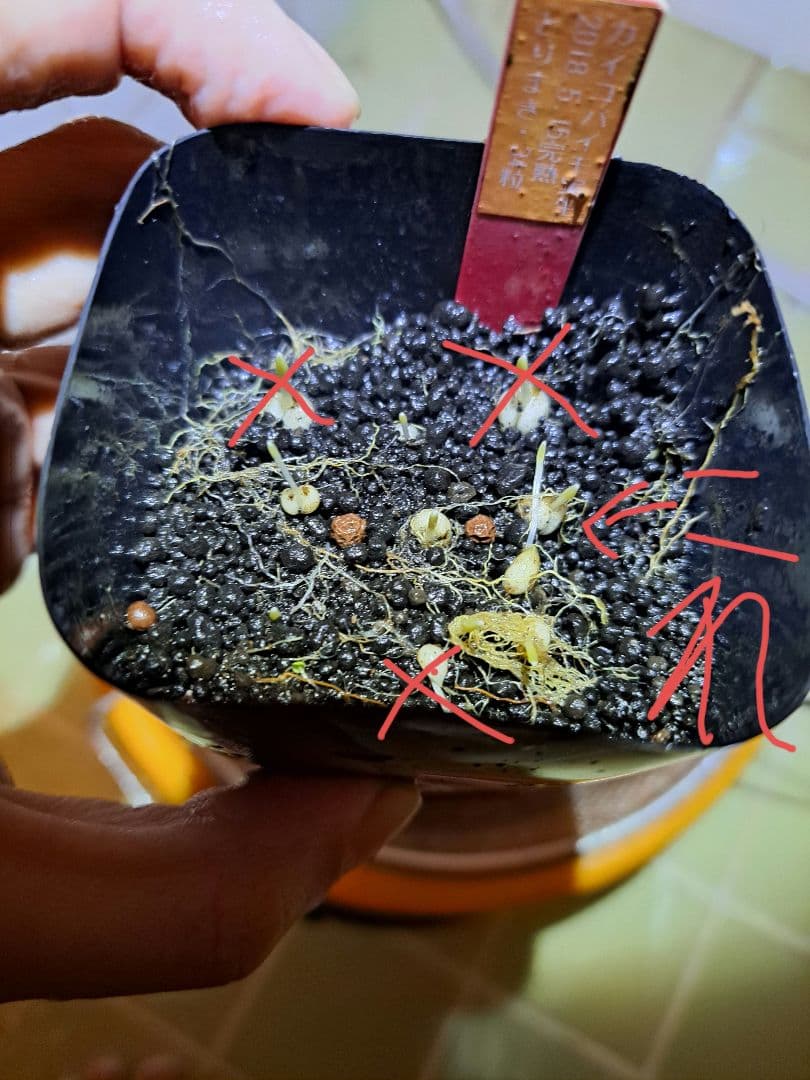 ノ*イ様 山野草　ユリ　カイコバイモ　山梨県産　実生　1球