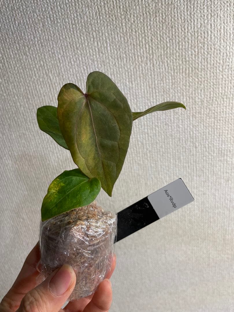 N*s様 Anthurium AOS✖️RVDP斑入り Anthurium AOS✖️RVDP斑入り - メルカリ