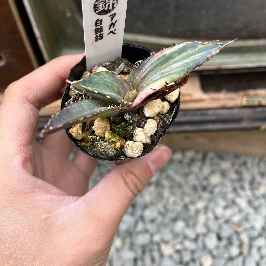 アガベ白鯨錦斑入り抜き苗発送 - メルカリ