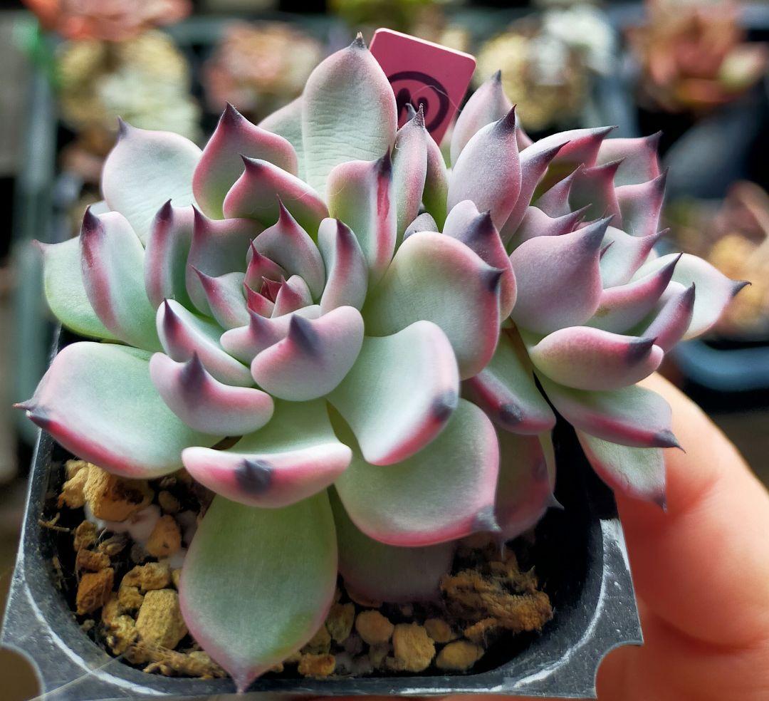 ② リンゼアナ ざわわ 青札 おらいさん 土付き発送 多肉 - メルカリ