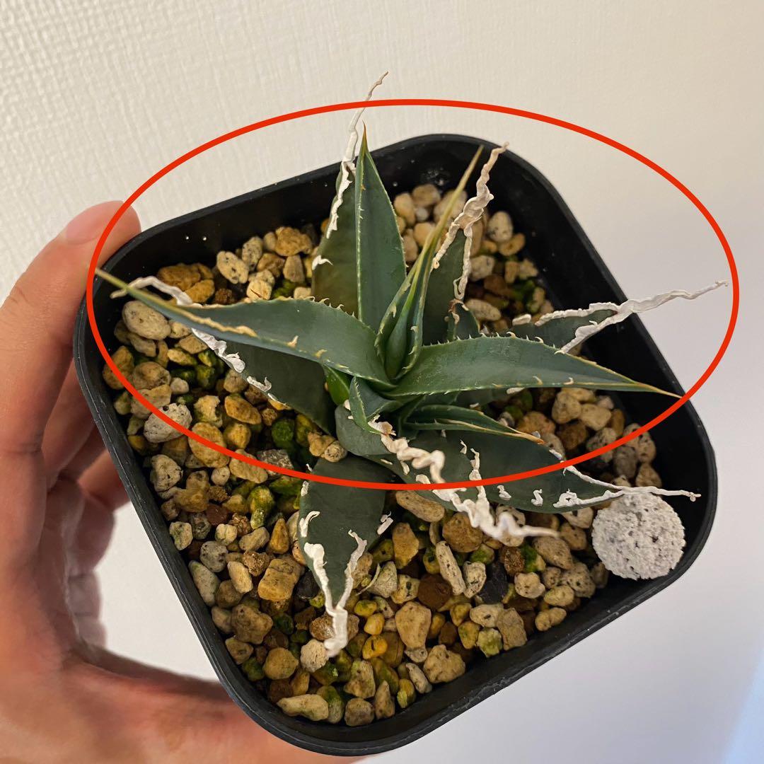 アガベ ユタエンシス エボリスピナ 超陽炎 子株 未発根 - メルカリ
