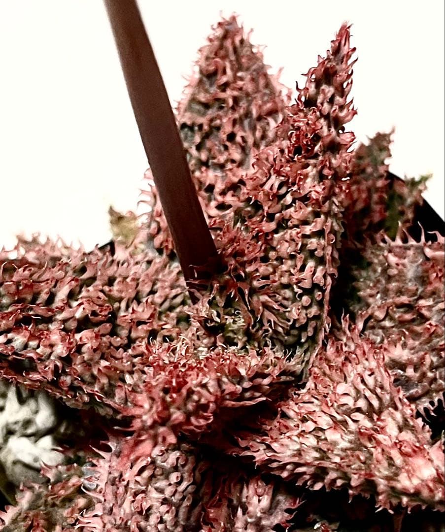 速達付き◾️アロエ TCT ハイブリッド【親株】第四種郵Aloeアロエ