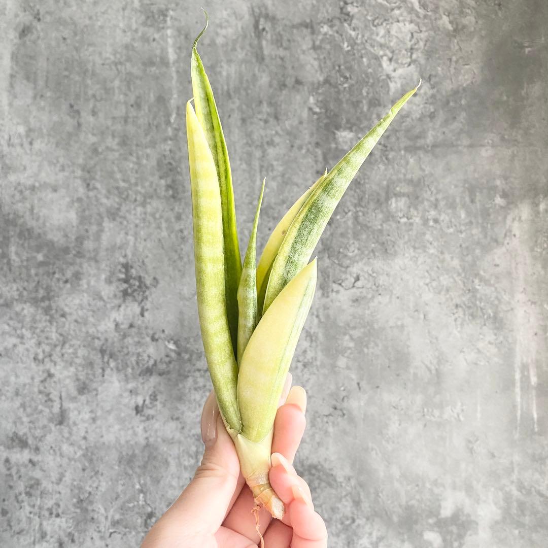 S13212☆オークション販売☆ サンスベリア ウガンダ 極上斑入り