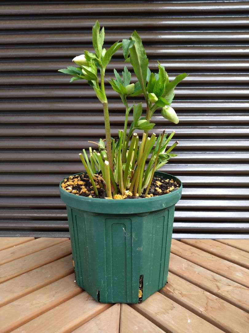 クリスマスローズ ダブル 株分け苗 - メルカリ