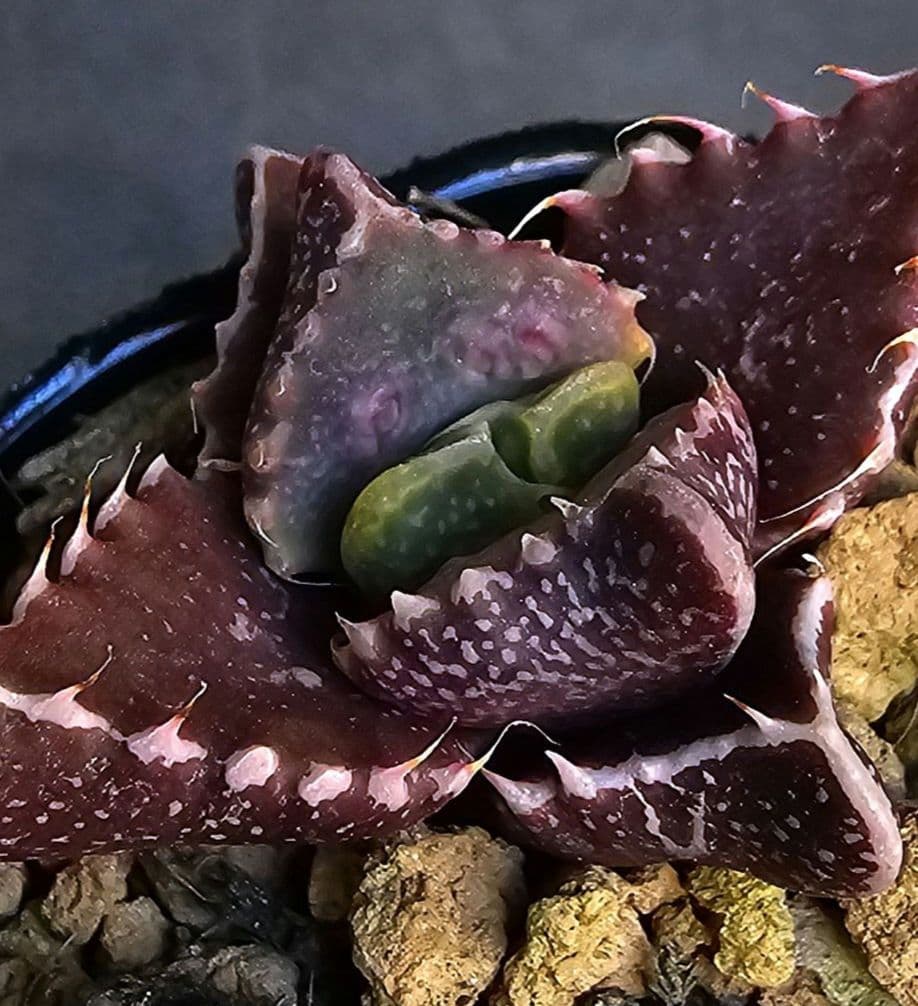 多肉植物 フォーカリア 魔獣の肉×紅蓮地獄(実生苗です)