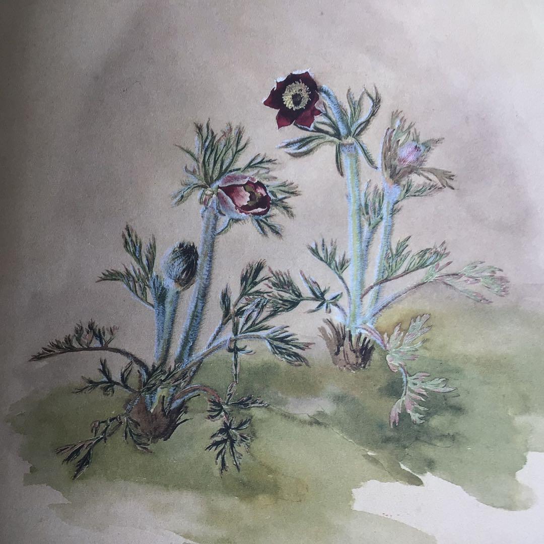 日本山草図譜 - メルカリ