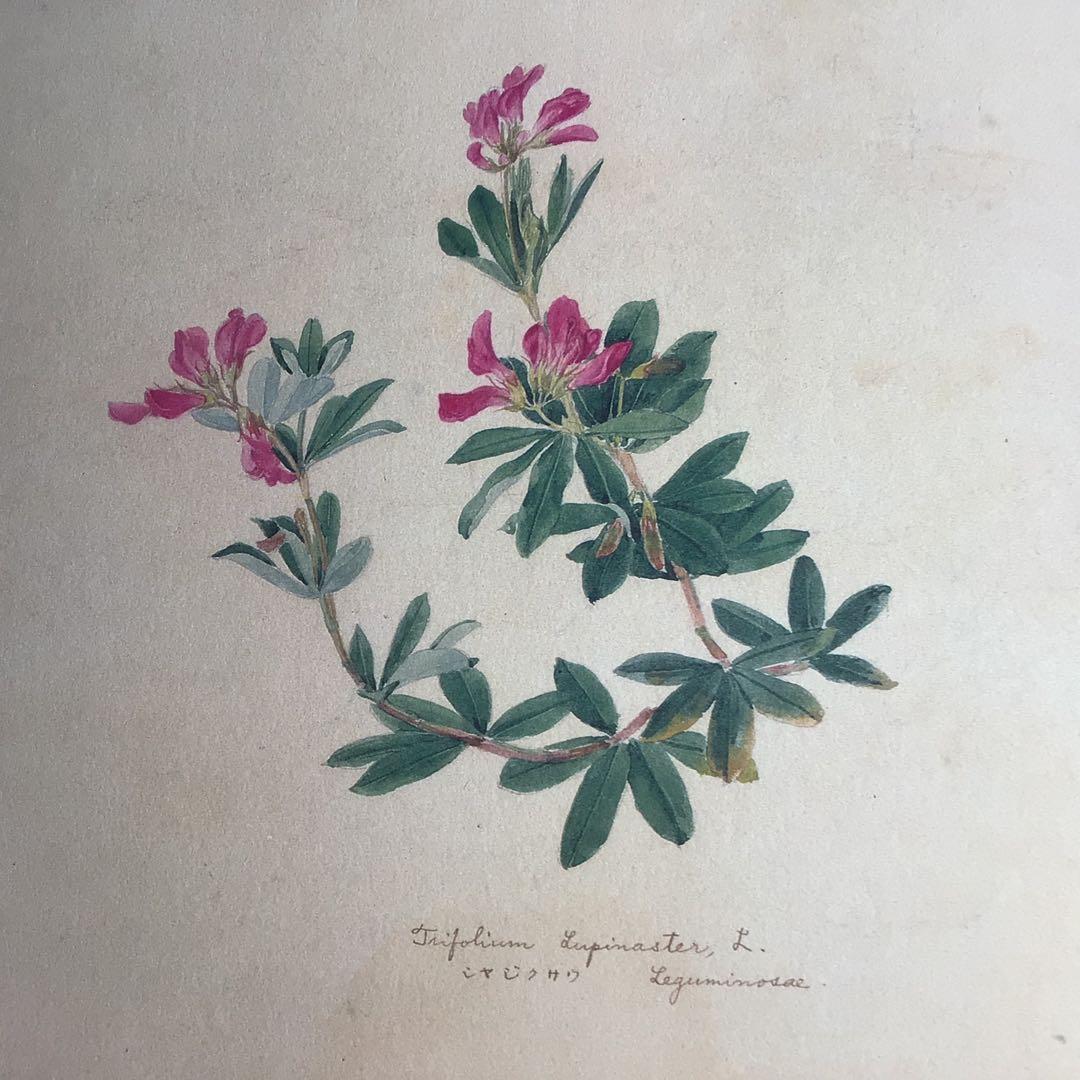 日本山草図譜 - メルカリ