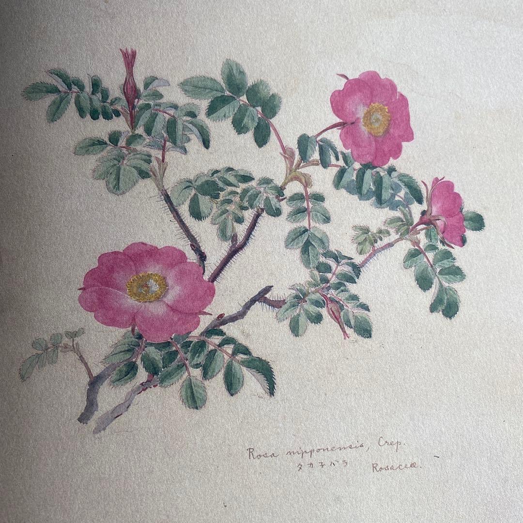 日本山草図譜 - メルカリ