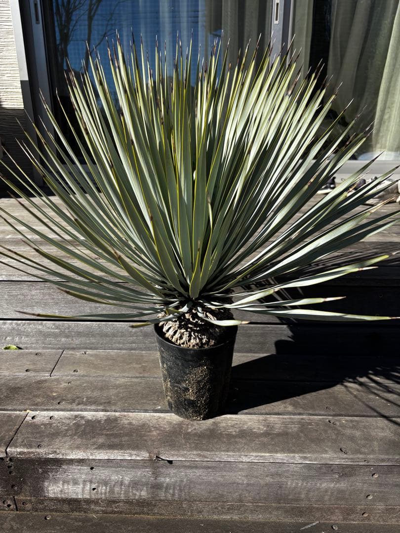 いぬ　ユッカ　マルデヌベス　ロストラータバージョン　タグ付き ユッカ マルデヌベス こちらはロストラータとリギダの交配品種で 青く