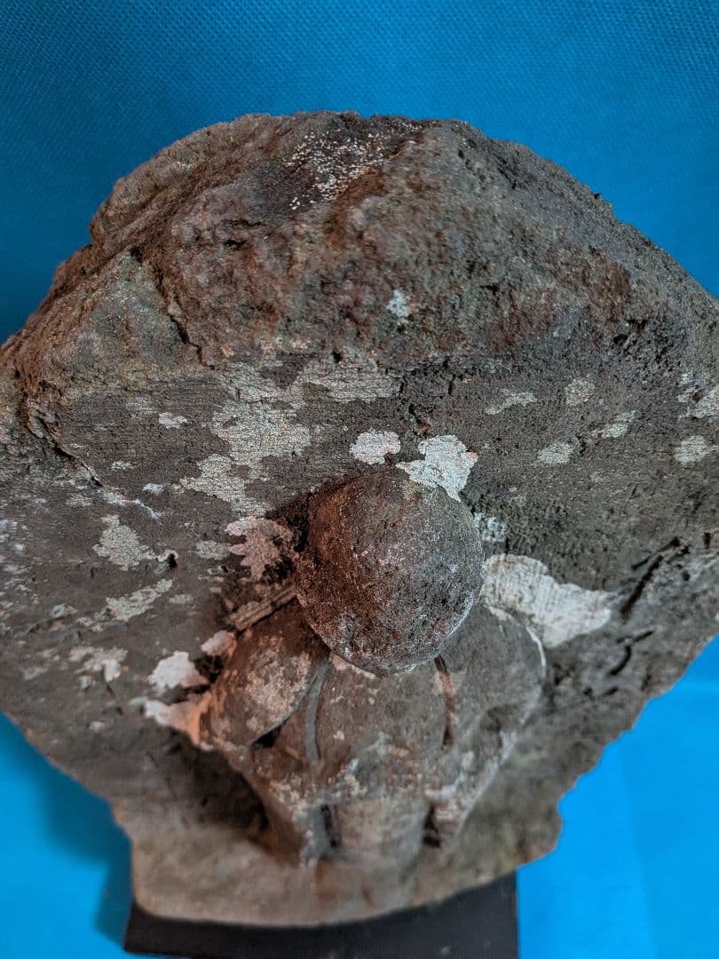 稀少レア江戸時代1707年宝永5年（317年前）徳川綱吉公治世