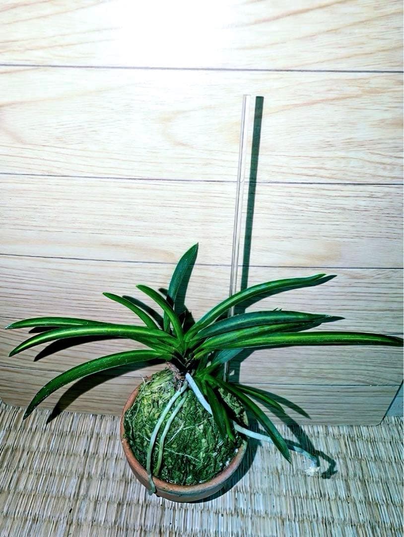 富貴蘭「湖東錦」中斑縞