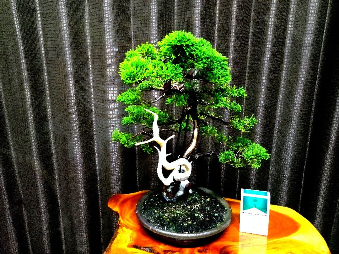 【中品　真柏盆栽】　　　　　　 ⭕足元注目お薦め品❗ ★あきちゃん様…専用★ 楽天市場】糸魚川 真柏の通販