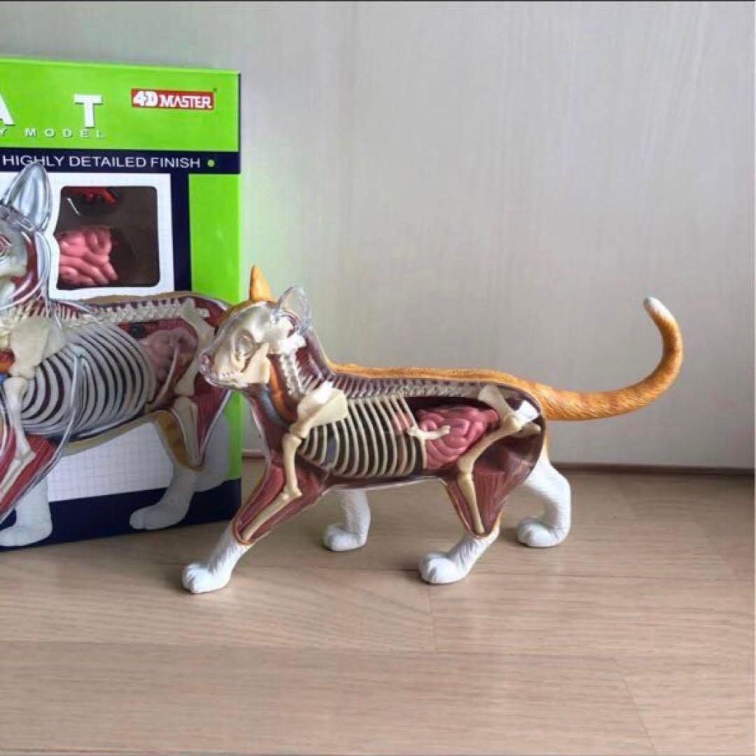 スカイネット立体パズル 4D VISION 猫解剖 モデル 茶白 青島文化教材社