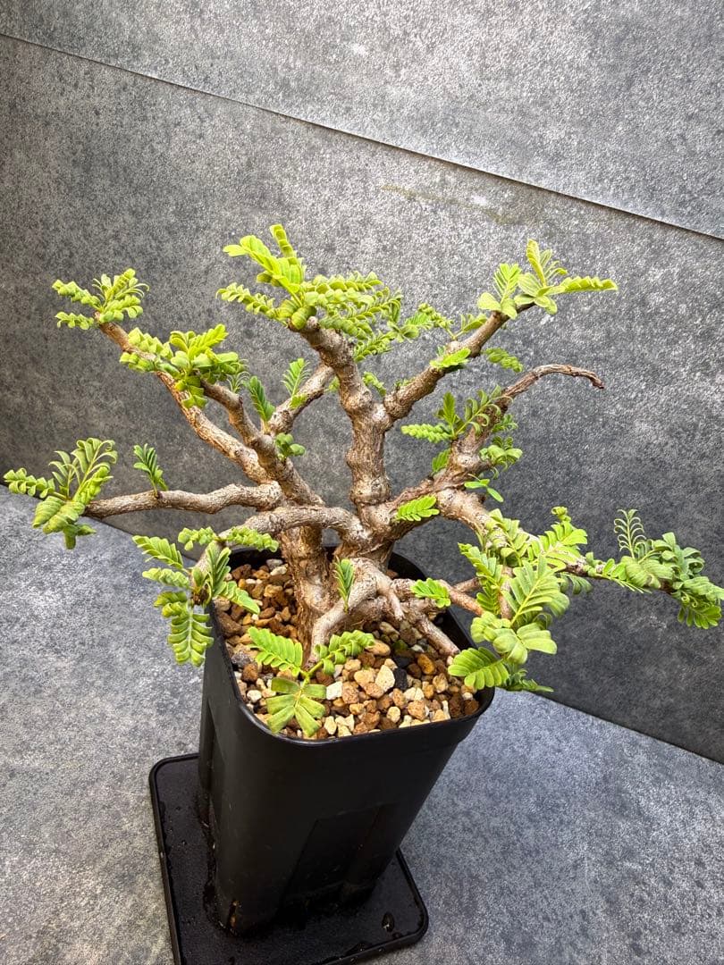 センナ メリディオナリス 海外実生 発根済み 500 - メルカリ