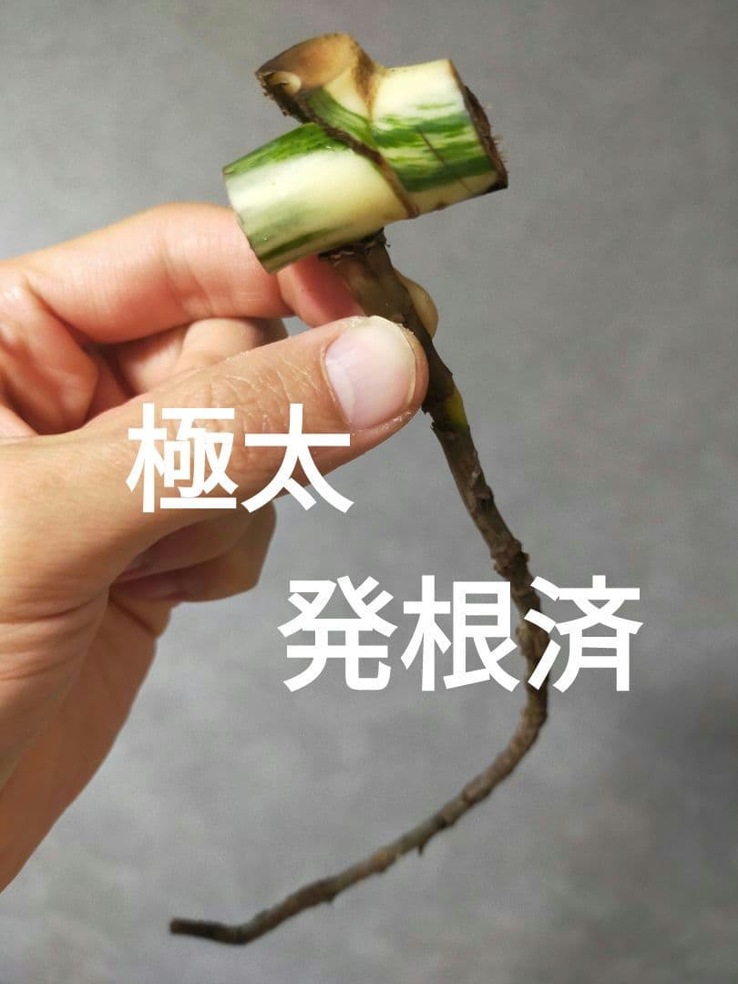 初心者も安心！発根済み斑入りモンステラ茎 ホワイトタイガー