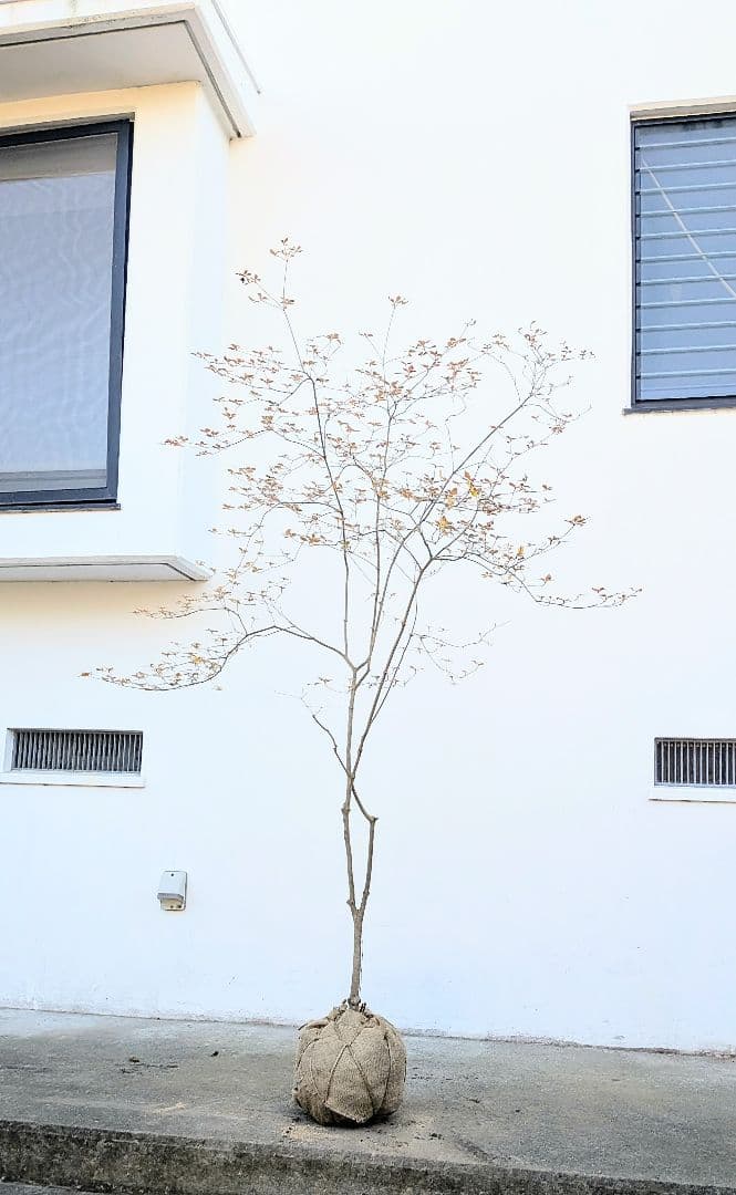 鮮美透涼。山採りドウダンツツジ。 楽天市場】山採り【ドウダンツツジ】 自然樹形 株立ち 樹高H≒200 × 枝