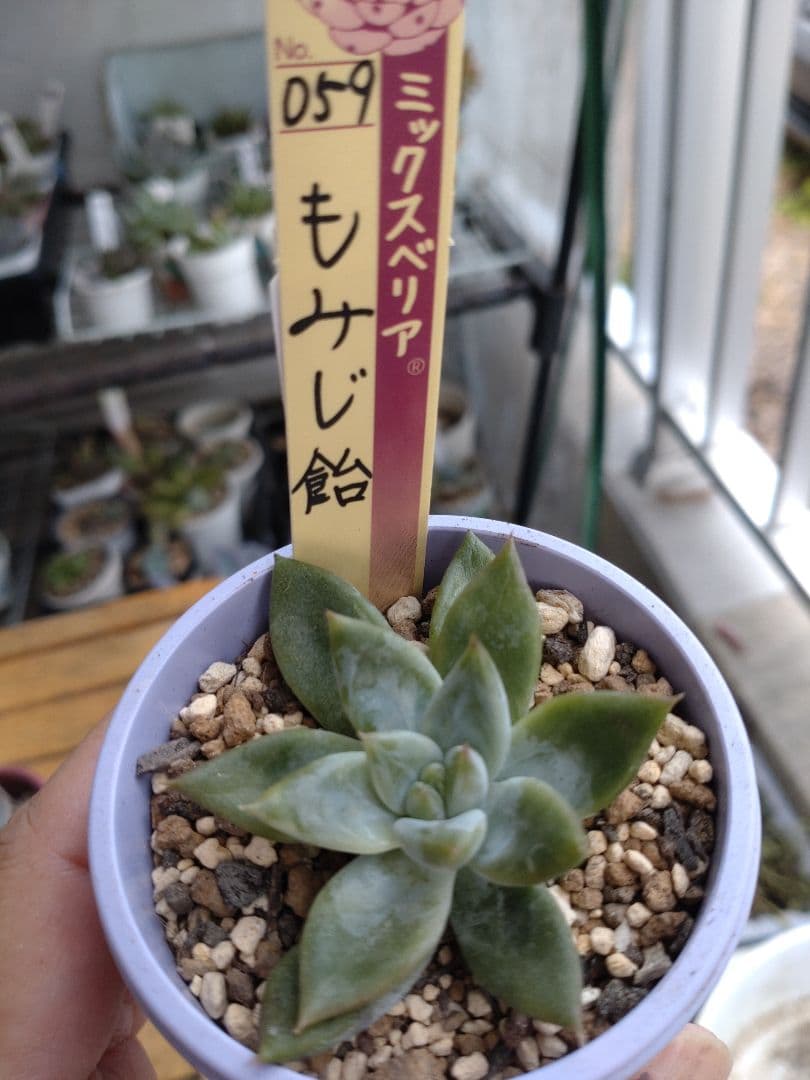 おらいさん苗ミックスベリア6苗セット その他多肉植物