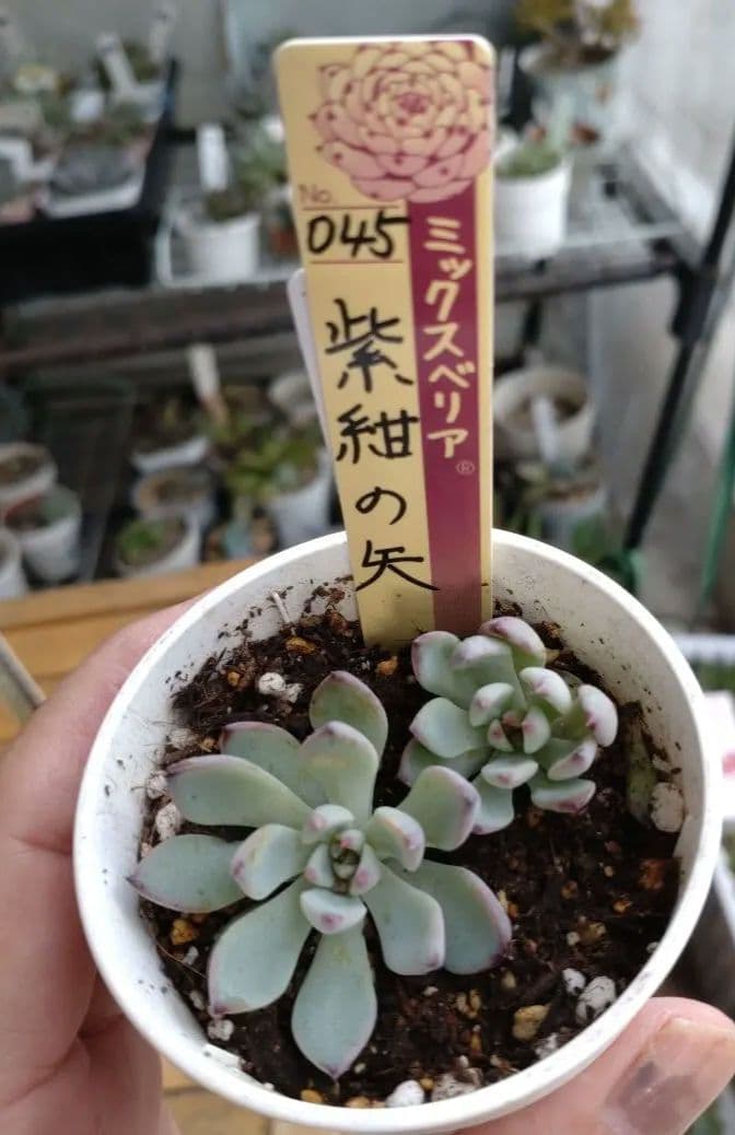 おらいさん苗ミックスベリア6苗セット その他多肉植物