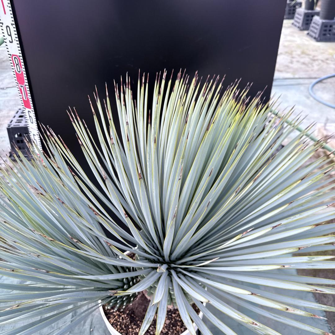 AL1163】ユッカ ロストラータ