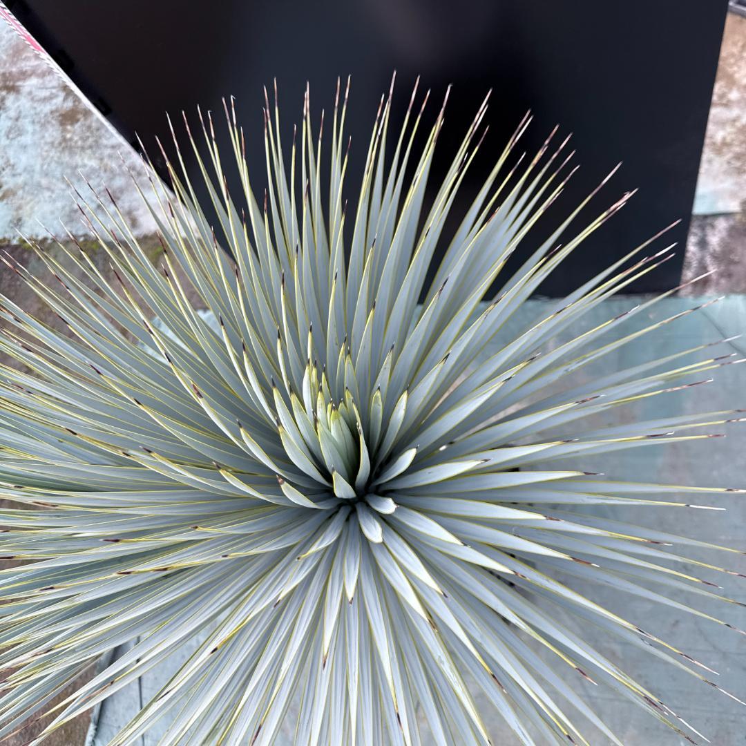 AL1163】ユッカ ロストラータ