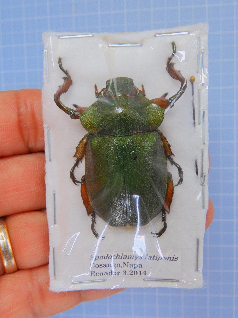 エクアドル産 ラティペニステナガスジコガネ　38mm TED'S SPECIAL X DIGNA Classic 943