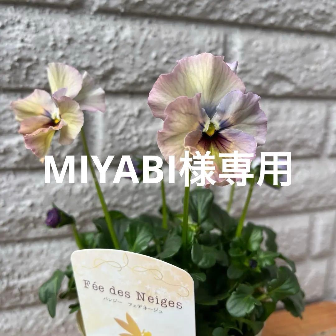 MIYABI メルカリ便 6苗