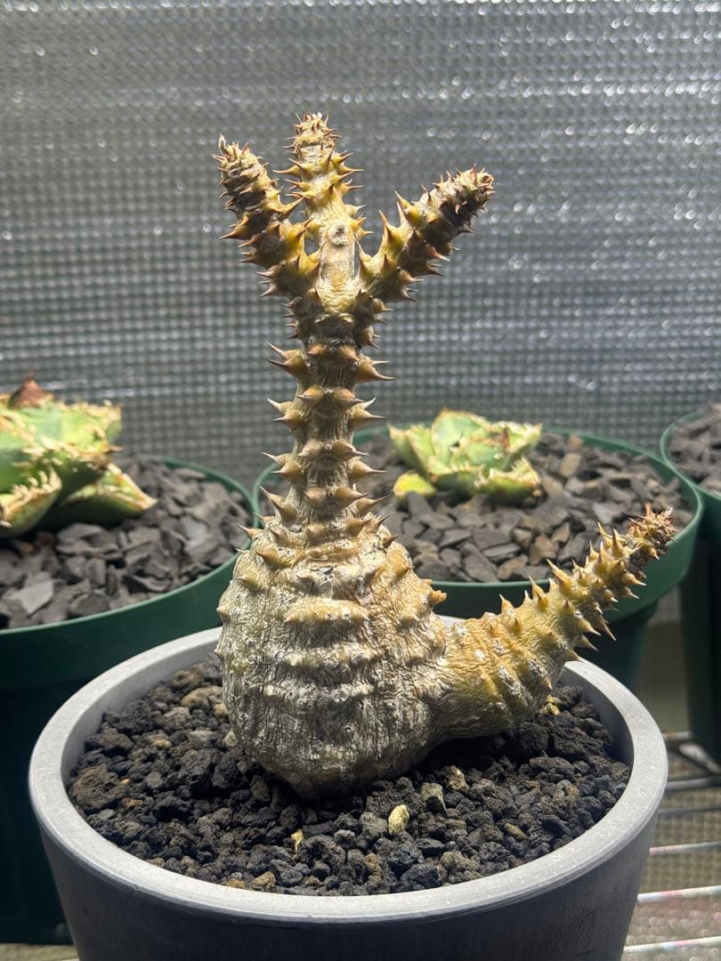 国内 実生 ウィンゾリー 大株 - メルカリ