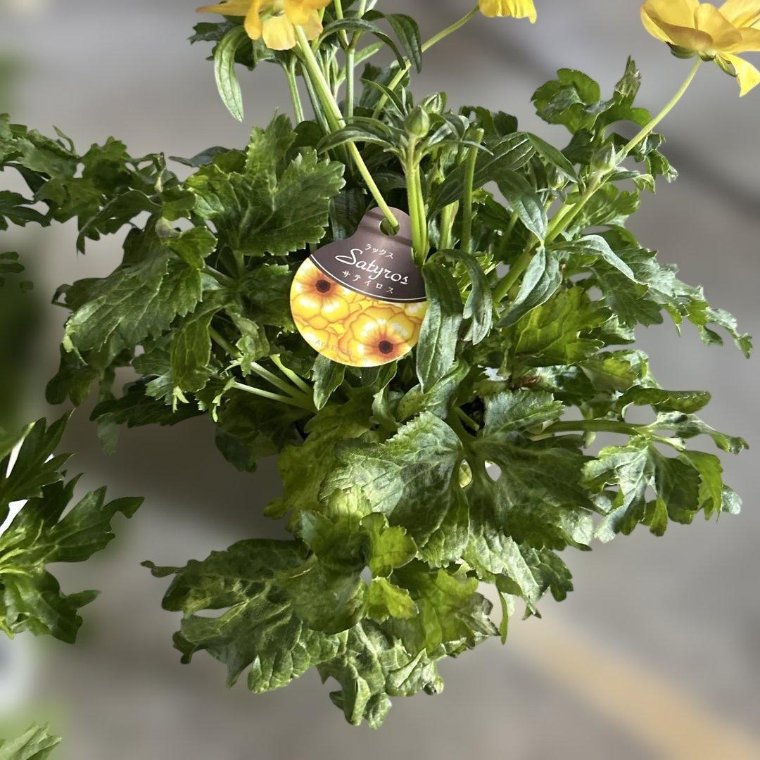 極上品‼︎ ラナンキュラス苗 ラナンキュラスラックス 5号鉢 1鉢価格