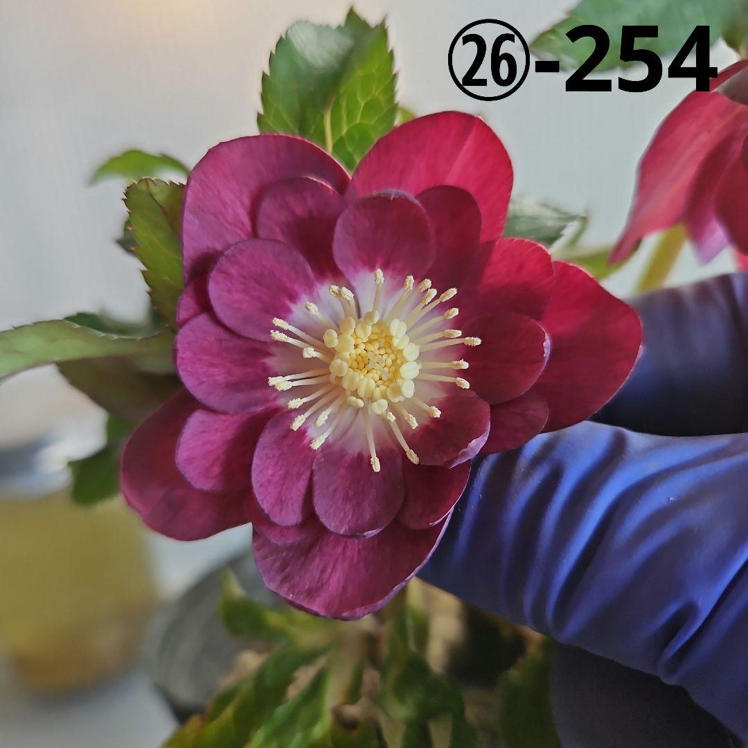 AYA♪LA、、、様ご購入苗㉖-254㉖-301クリスマスローズ