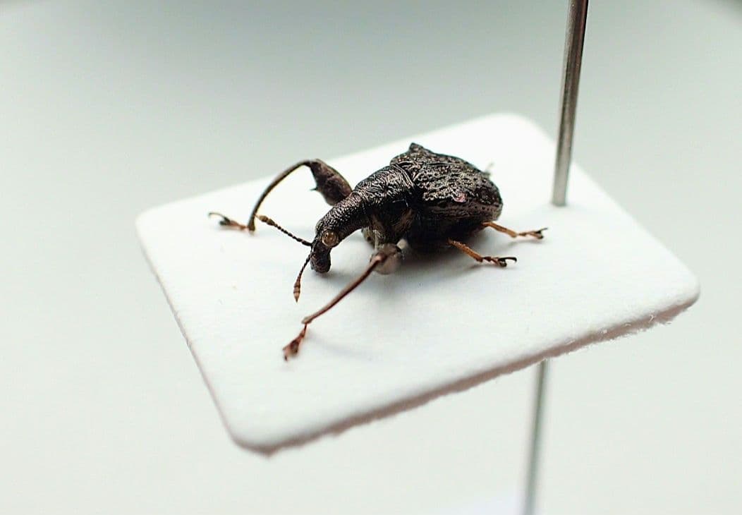 ドミニカの異型ゾウムシ