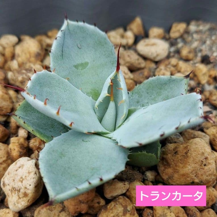 アガベ パリー トランカータ 吉祥天 子株 2株セット 丸葉 美株 アガベ
