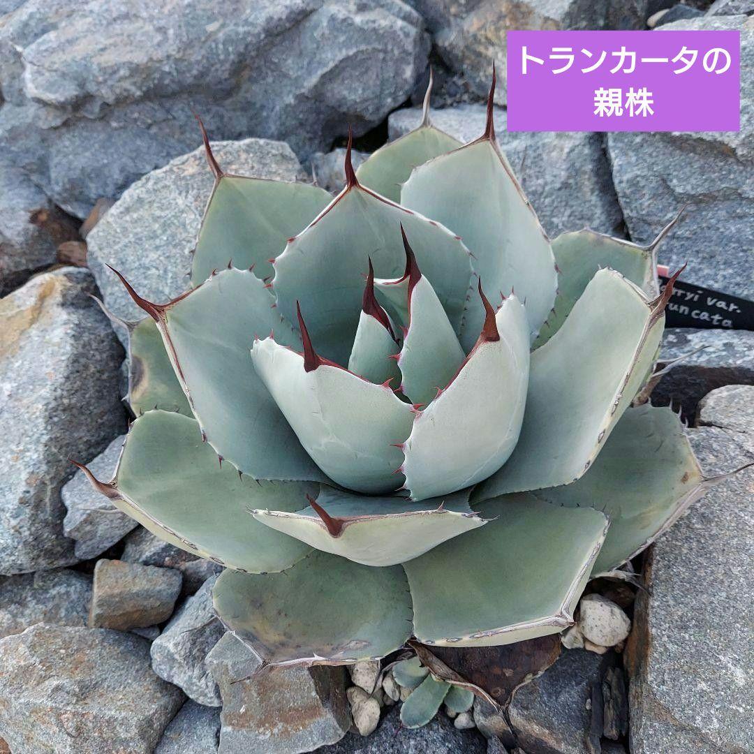 アガベ パリー トランカータ 吉祥天 子株 2株セット 丸葉 美株 アガベ