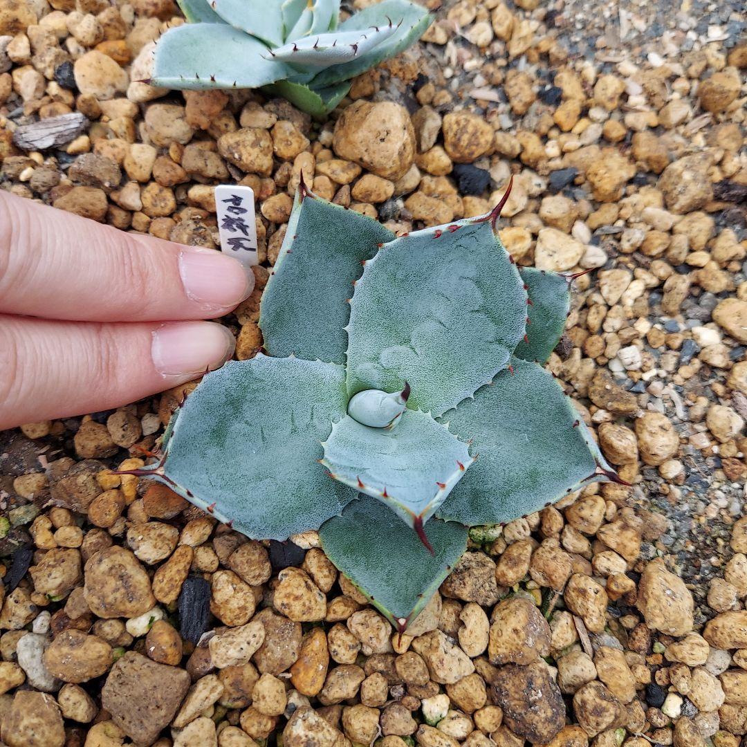 アガベ パリー トランカータ 吉祥天 子株 2株セット 丸葉 美株 アガベ