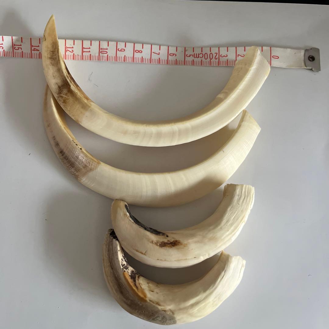 2026年1月7日値下げ　猪の牙　4本セット　送料込み