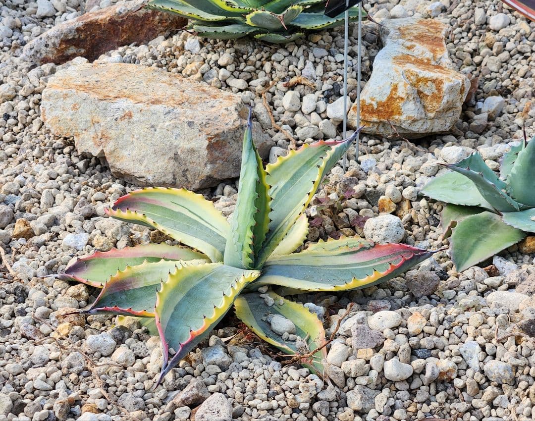 アガベ サルミアナ リップルエフェクト - メルカリ