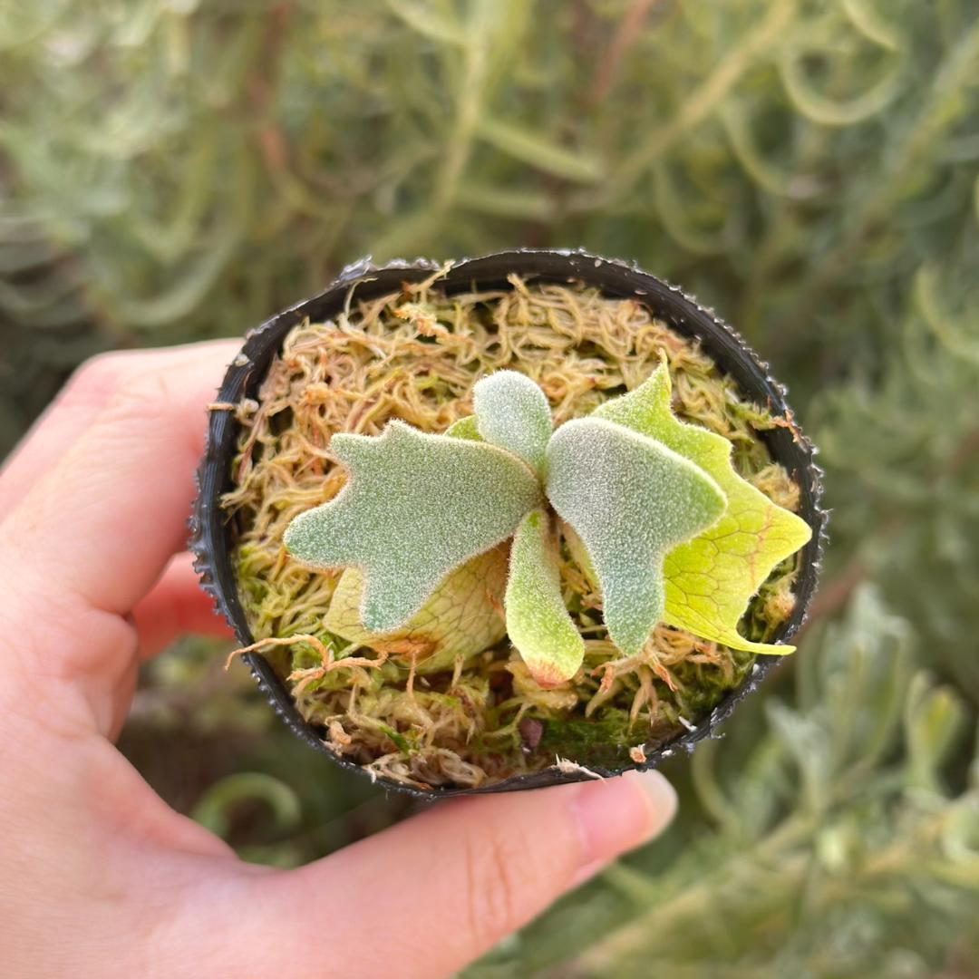 P.willinckii Frosty Maiden Spore 04