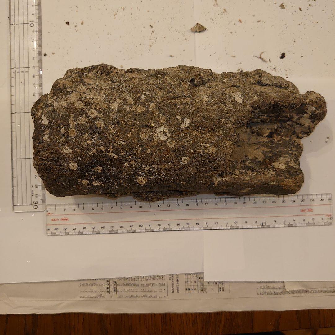 ナウマンゾウ　海上がり　化石　牙？