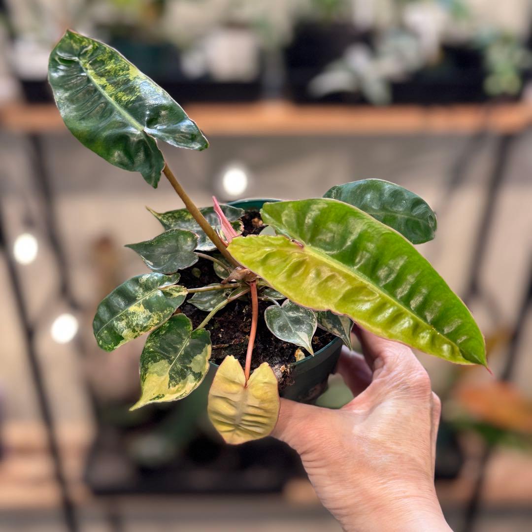 さ**様 26 フィロデンドロン　ビレッタエ　ビレッティア　斑入り　美斑 コレクション】フィロデンドロン・ビレッティア 斑入り 親株サイズ