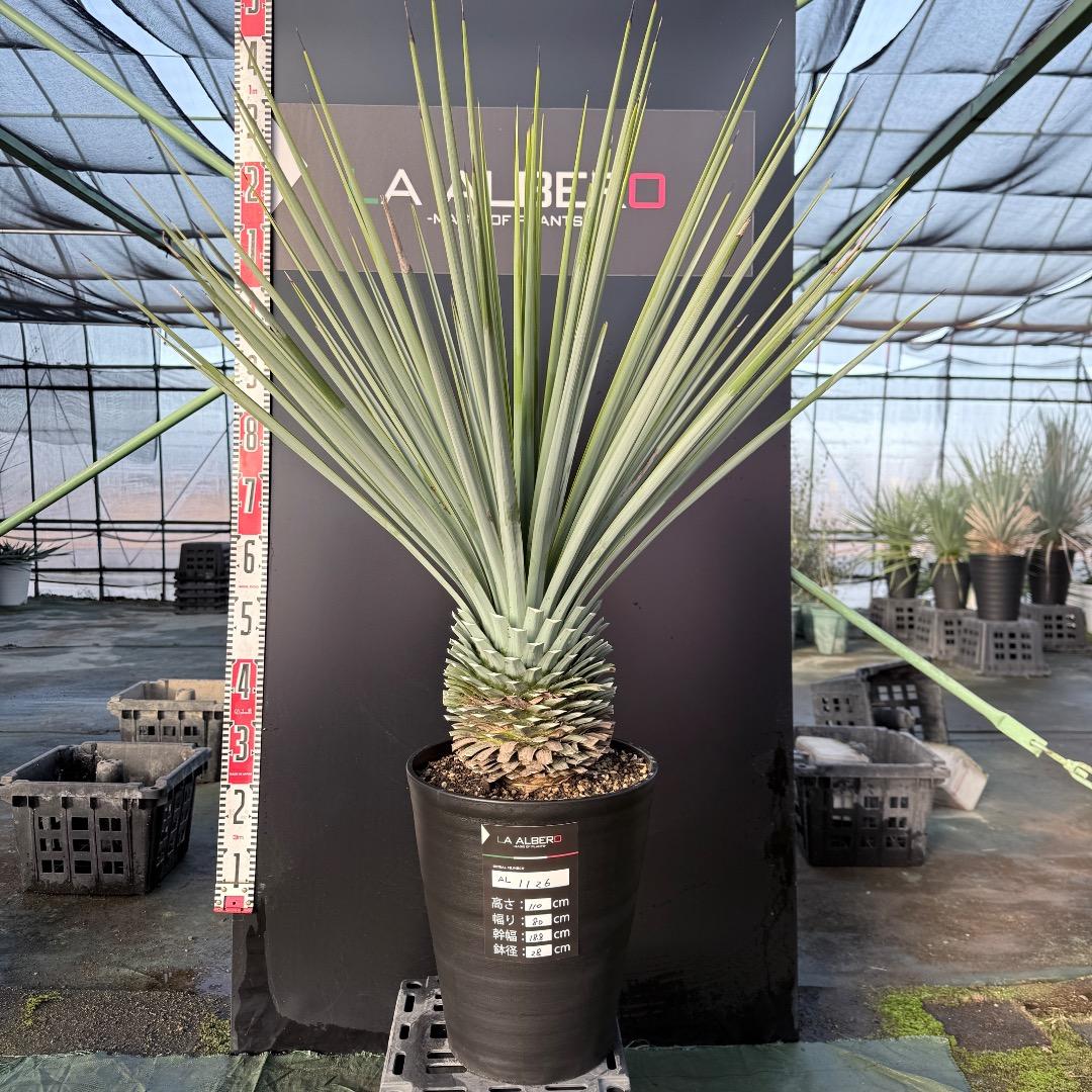 じ*歩様 【AL1126】ユッカ　リギダ