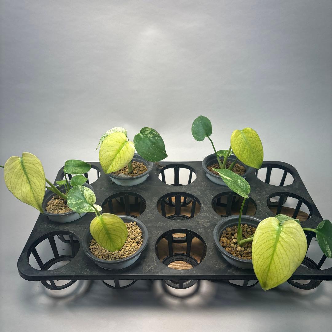 S*T様 5株セットL037【特別選抜】ホワイトモンスター／天津蘭 モンステラ斑 MS62 5株セット【特別選抜】ホワイトモンスター／天津蘭 モンステラ