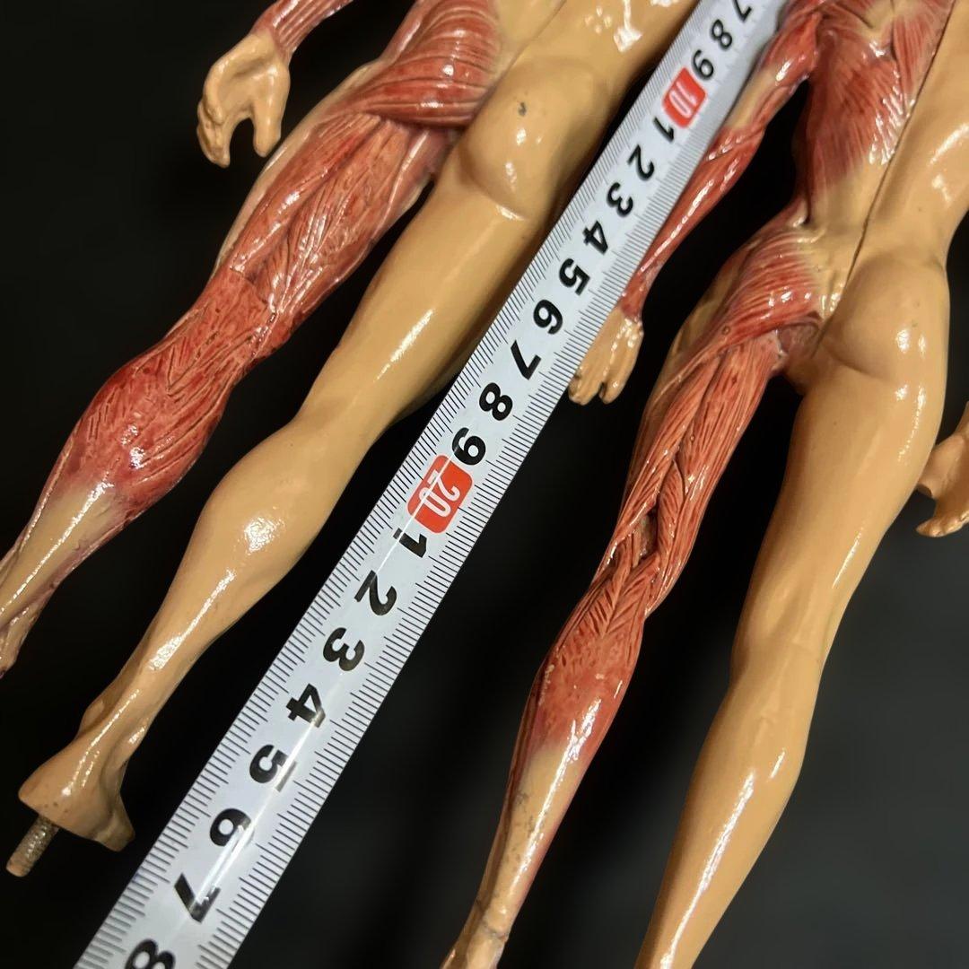 人体模型　貴重　激レア　男女