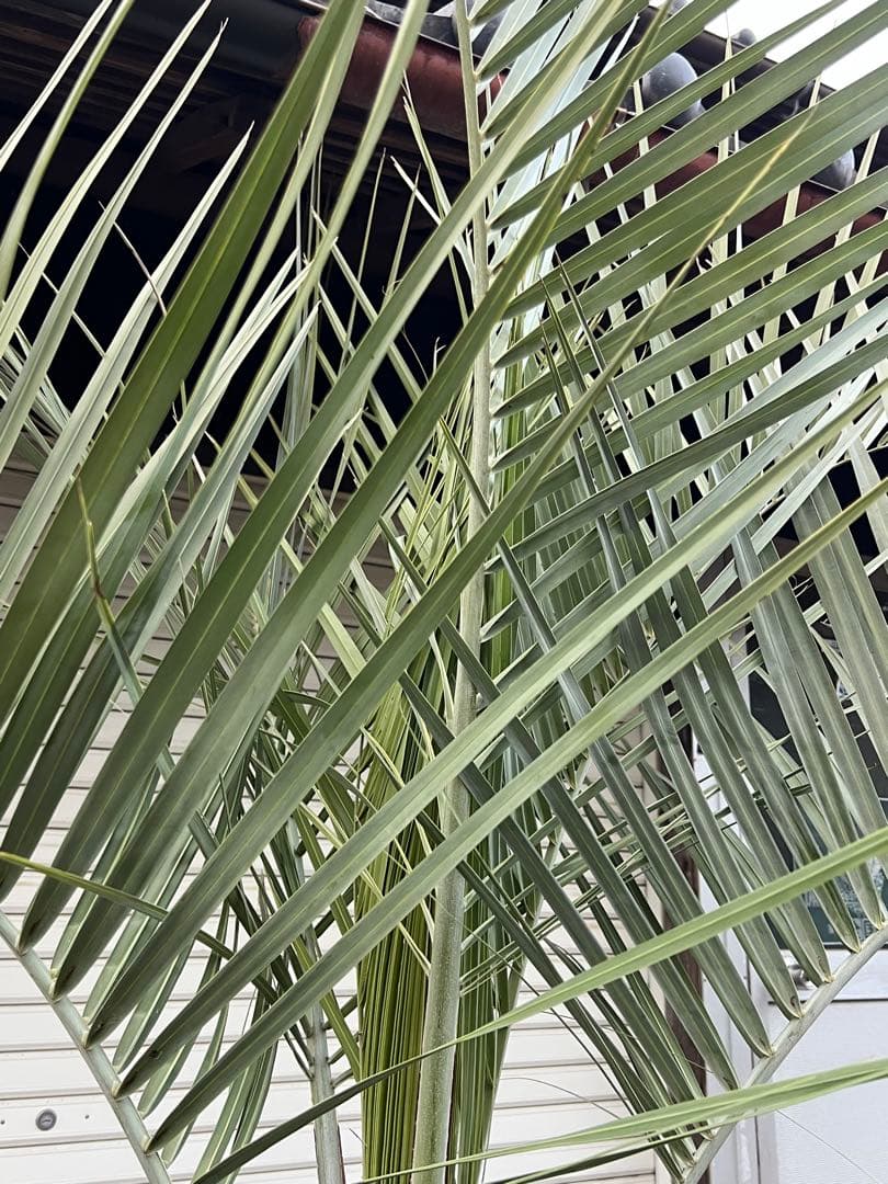 ココスヤシ H1.9m 樹形の良いシルバーリーフ カルフォルニアスタイル