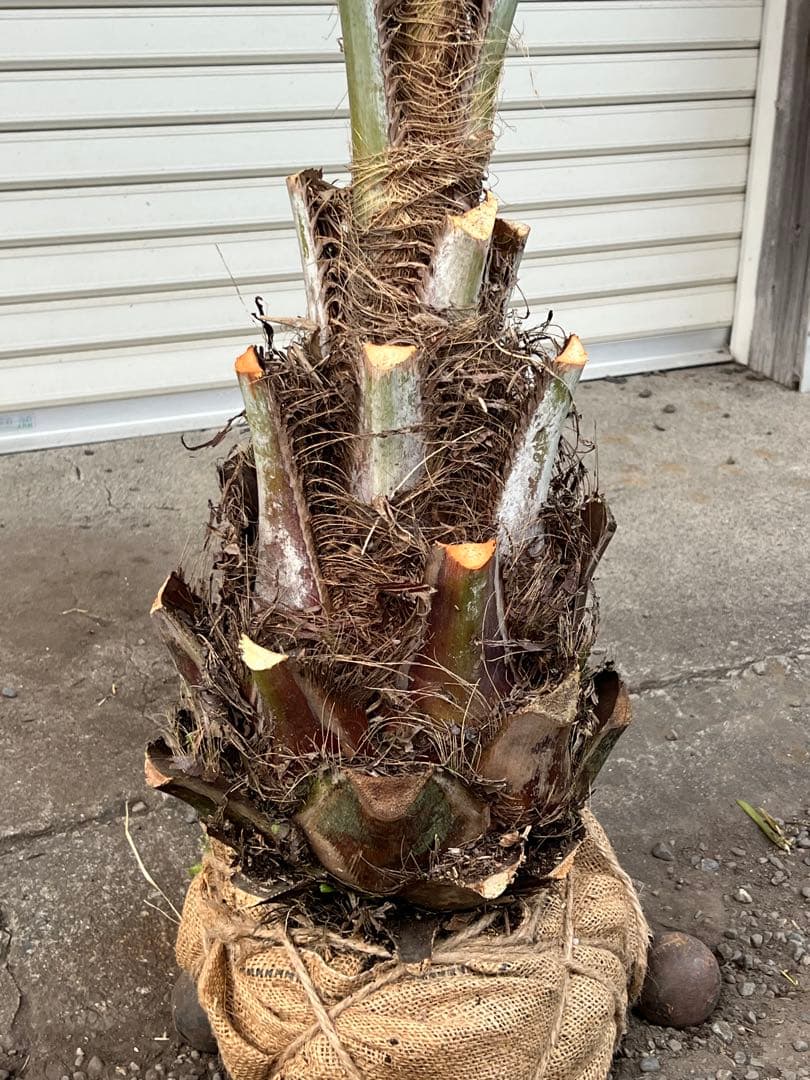 ココスヤシ H1.9m 樹形の良いシルバーリーフ カルフォルニアスタイル